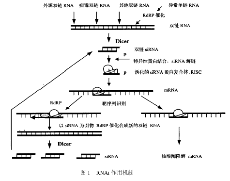 乙肝在研新藥進展：AB
