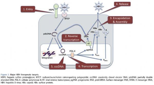 乙肝功能性治愈新希望!羅氏與Dicerna簽署$17億協議，開發乙肝病毒RNAi療法DCR