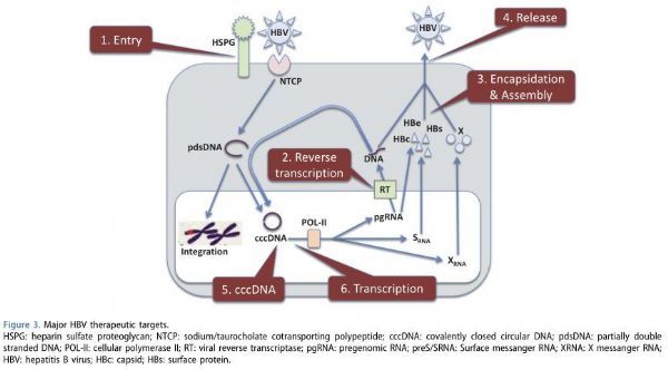 乙肝功能性治愈！強(qiáng)生/Arrowhead公布RNAi藥物JNJ
